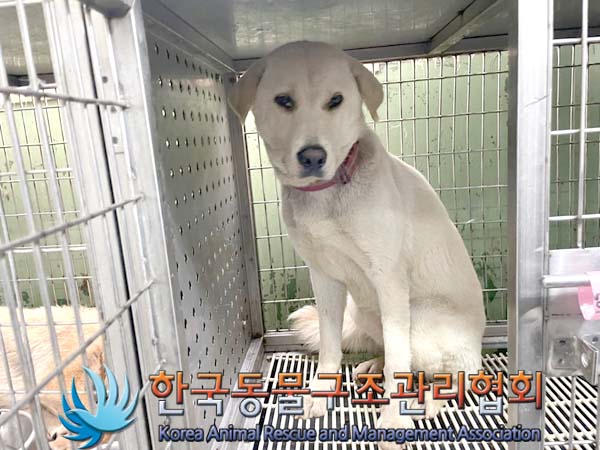[개] 믹스견 경기-파주-2024-00774 유기동물 배경 이미지 입니다.